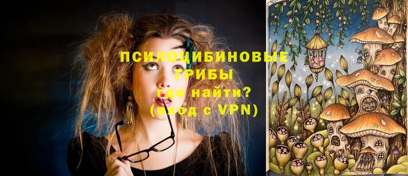 Галлюциногенные грибы Psilocybe Северодвинск